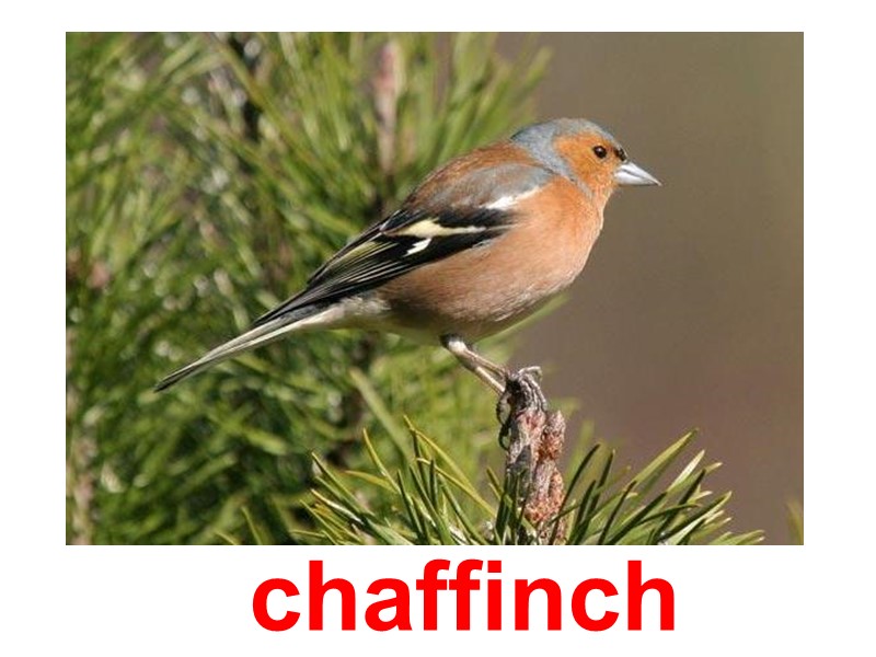 chaffinch